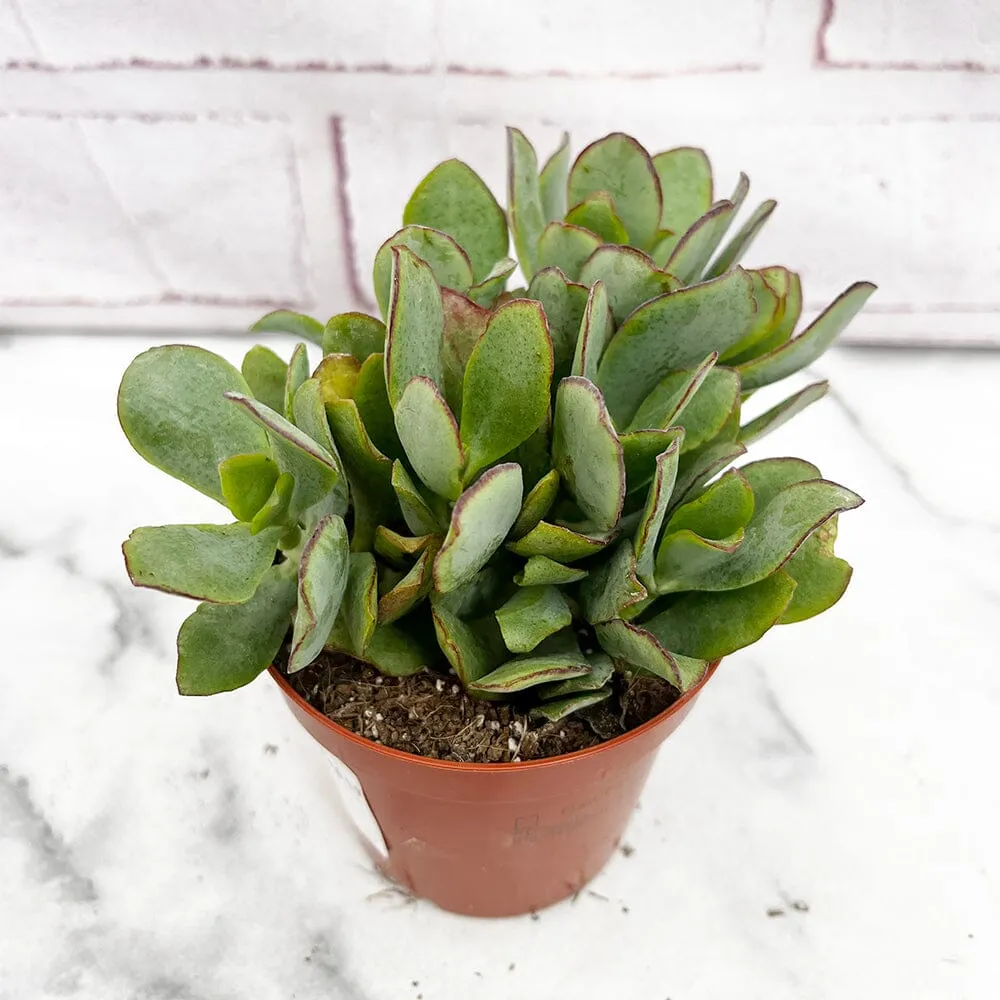 10 - 15cm Crassula Arborescens House Plant 9cm Pot