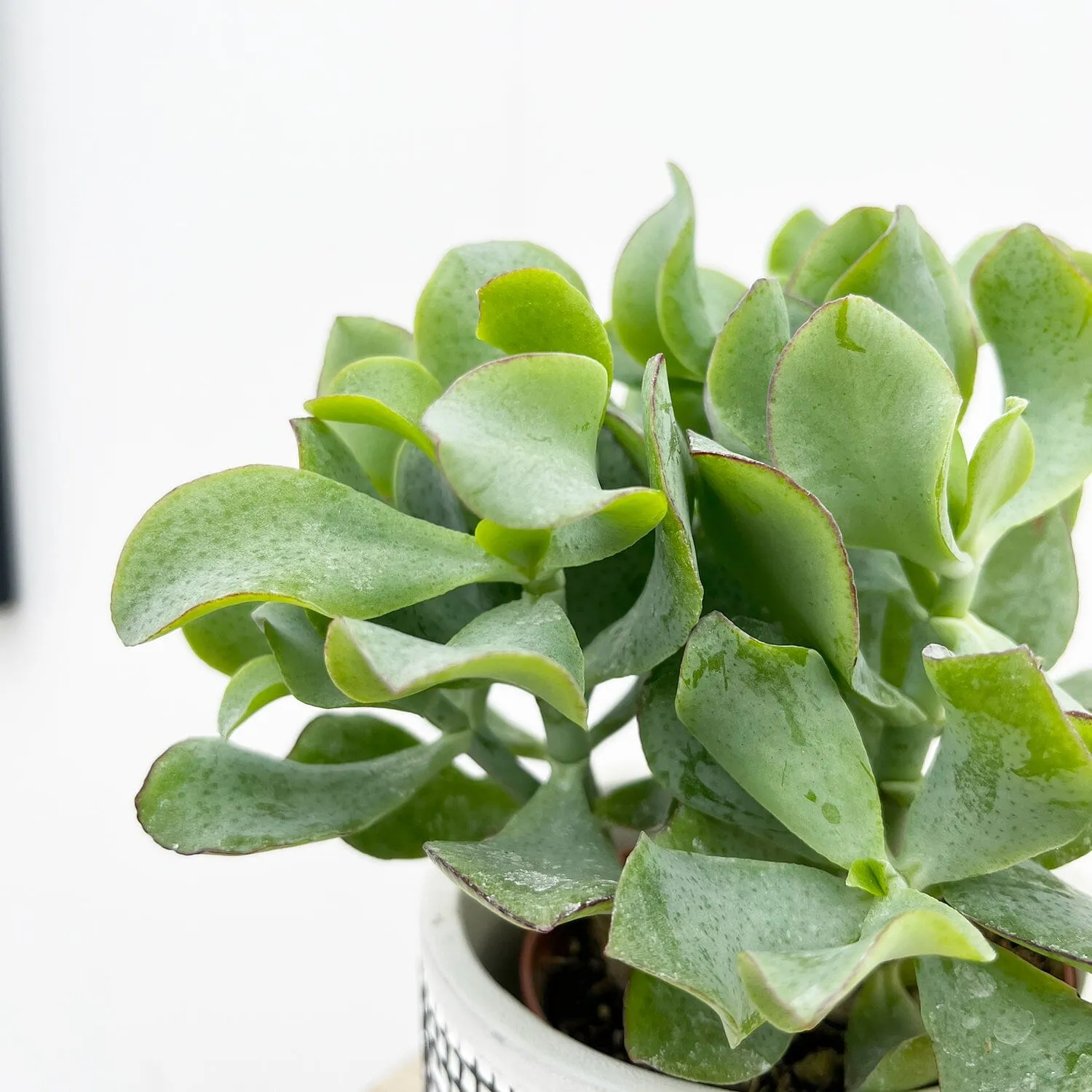 10 - 15cm Crassula Arborescens House Plant 9cm Pot