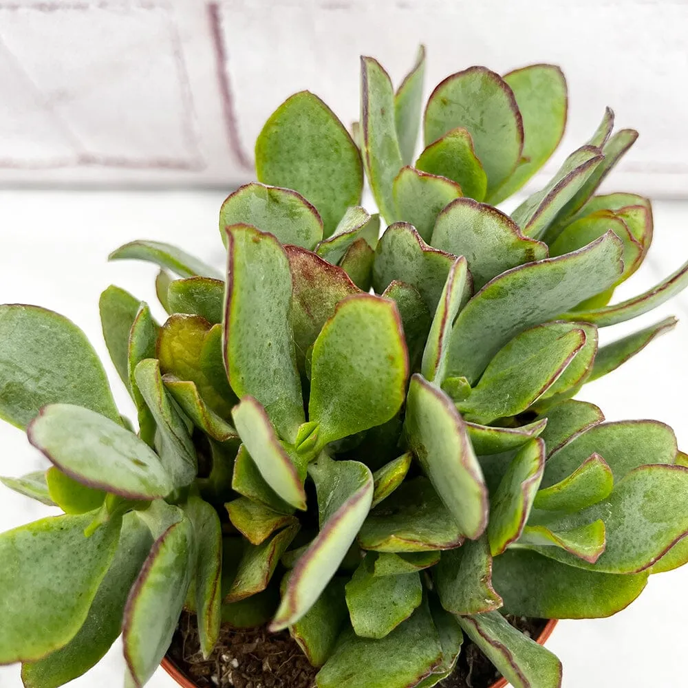 10 - 15cm Crassula Arborescens House Plant 9cm Pot