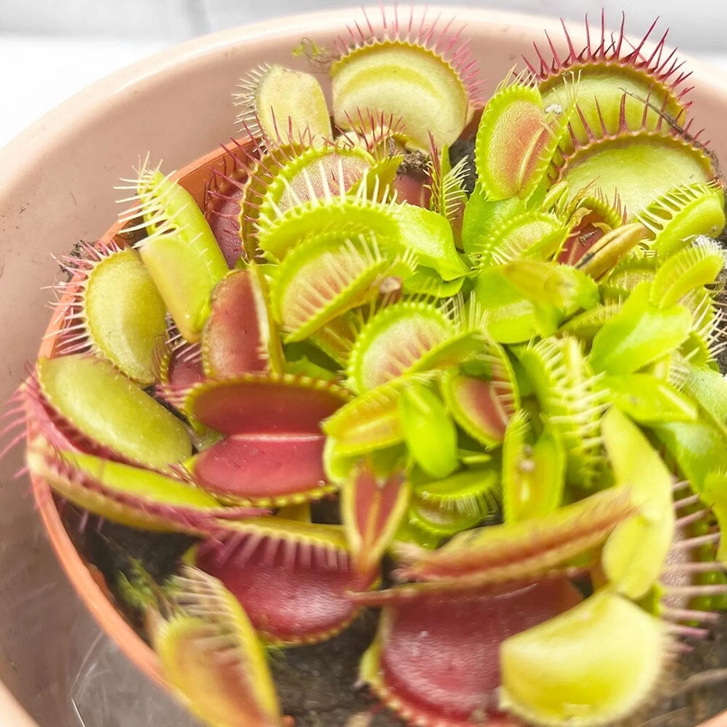 10 - 15cm Venus Fly Trap Dionaea Muscipula 9cm Pot