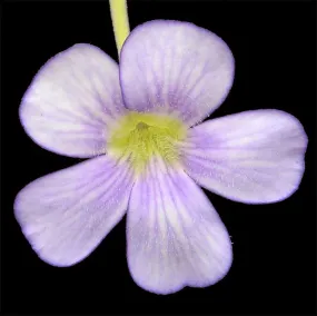 Giant Butterwort