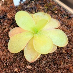 Ibarrae Butterwort