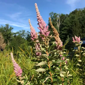 Meadowsweet - Spiraea tomentosa